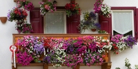 Balconi e giardini fioriti, un concorso premia i più belli