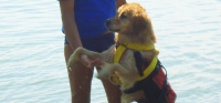 Fiona è il primo cane da salvataggio in acqua umbro