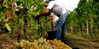 Cantine Aperte in Vendemmia