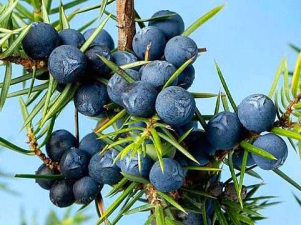 Il ginepro (juniperus)