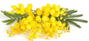 Mimose in cambio di spazzatura: così Genesu festeggia l&#039;8 marzo