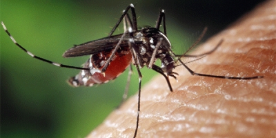 “Prof zanzara” pizzicato con l’incompatibilità