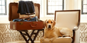 Gli alberghi e le attività “pet friendly” fanno rete per aiutare i cani meno fortunati