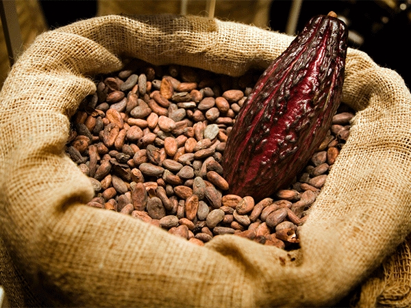 Il Cacao