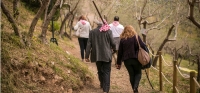 ‘Pic &amp; Nic a Trevi, arte, musica e merende tra gli olivi’